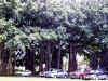 Palace Banyon Tree