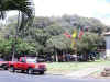 Lahaina Banyan Tree